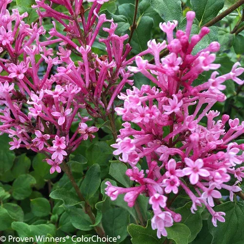 Bloomerang Dwarf Pink Lilac