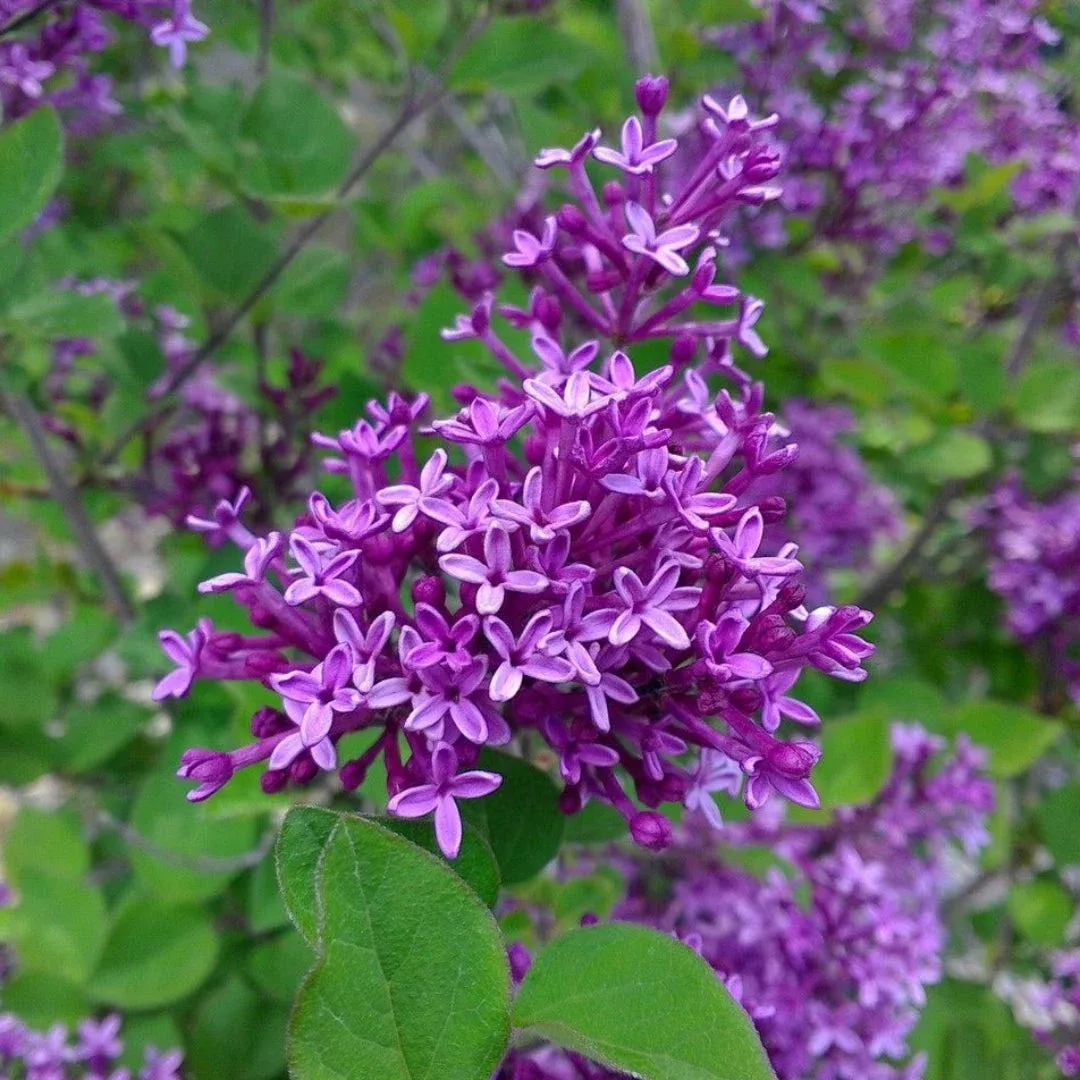 Bloomerang Lilac ‘Dark Purple’ | Pixies Gardens