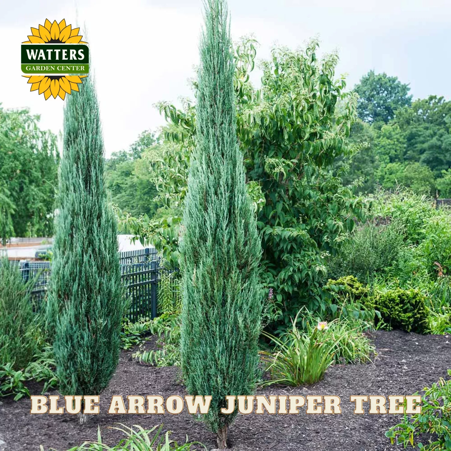 BLUE ARROW JUNIPER TREE 7gal