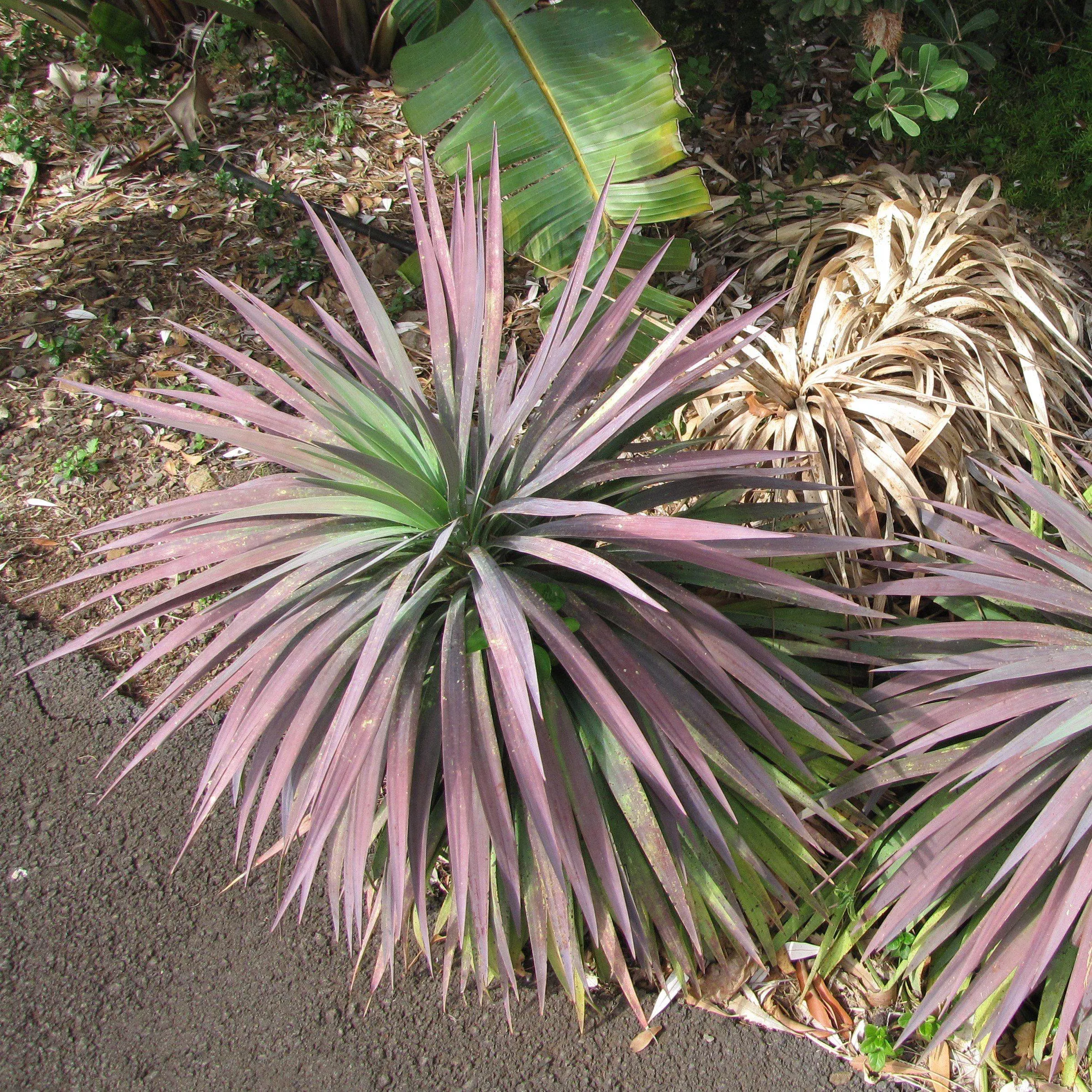 Blue Boy Yucca