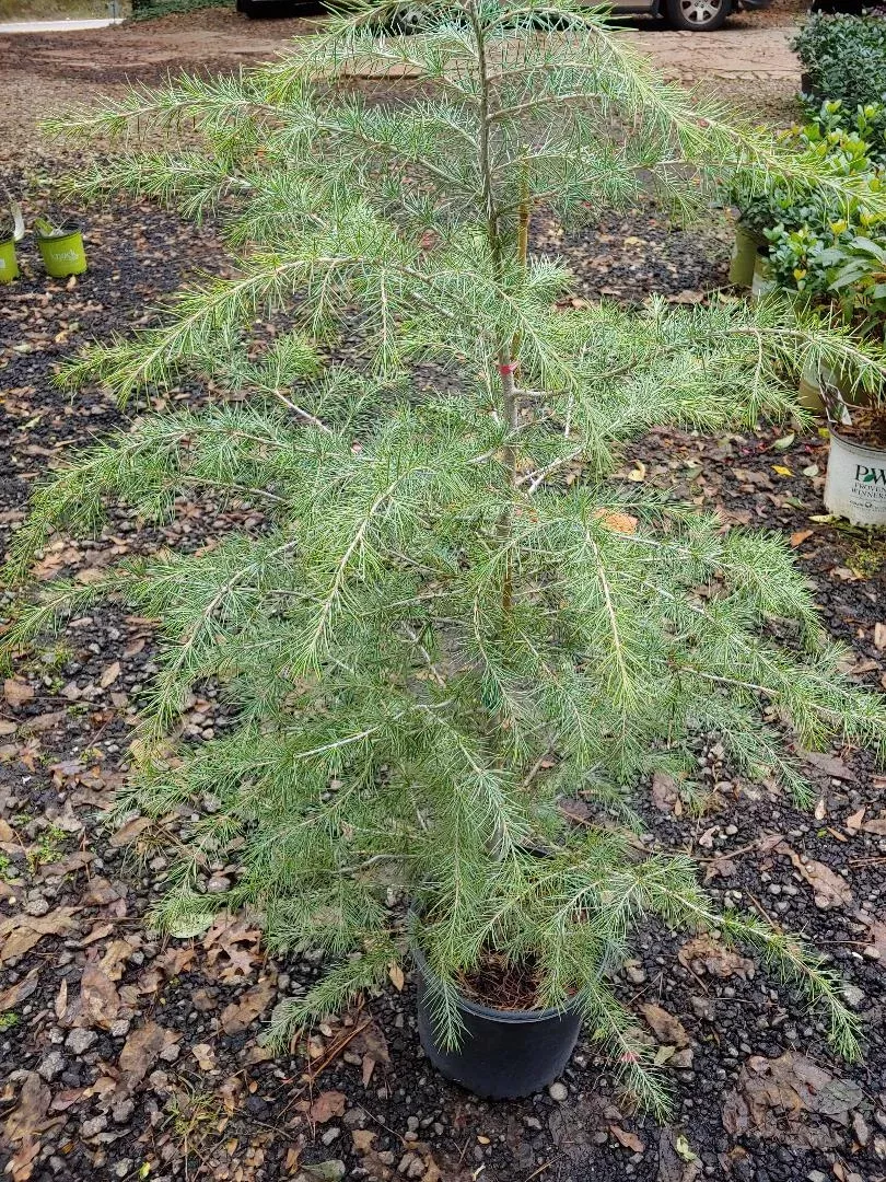 Blue Deodar Cedar Tree | Pixies Gardens
