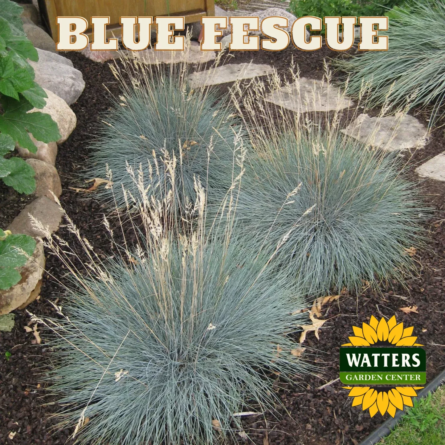BLUE FESCUE GRASS 1gal