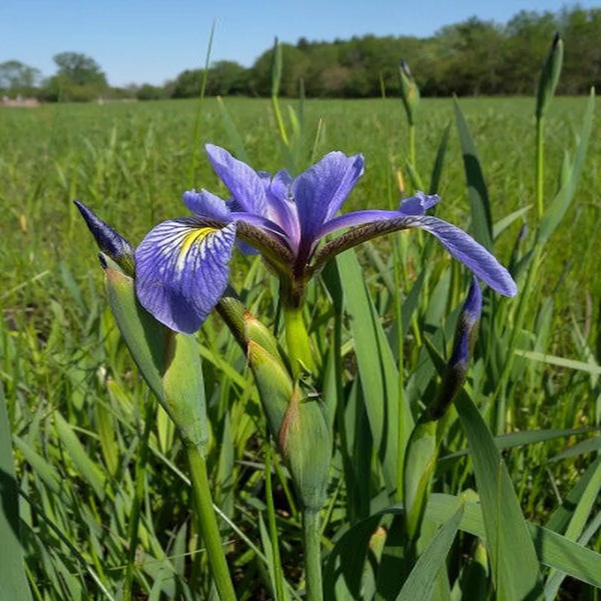 Blue flag iris – Iris virginica var. shrevei