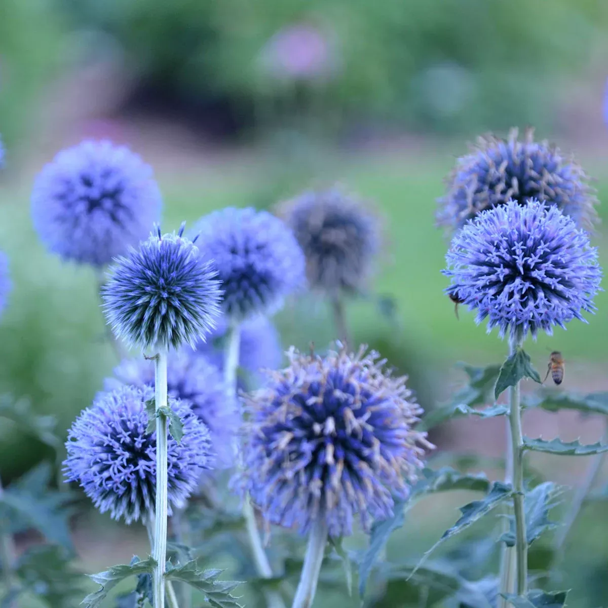 ‘Blue Glow’ Globe Thistle (Echinops)