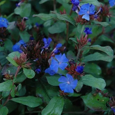 Blue Leadwort