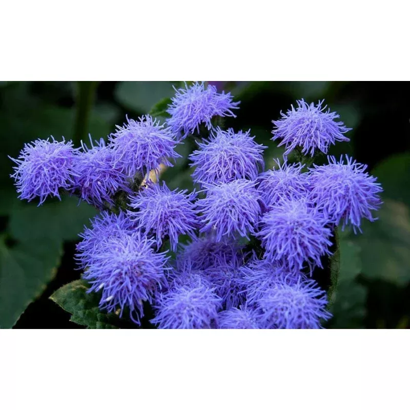 Blue Mink Floss Flower - Ageratum houstonianum