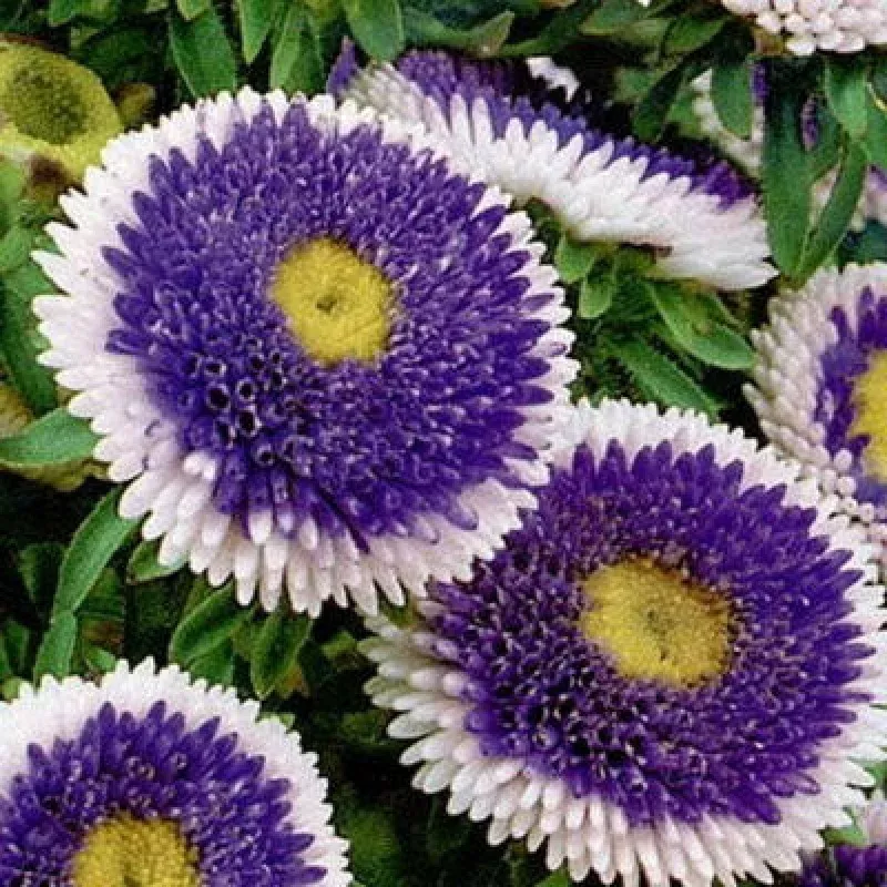 Blue Moon Dwarf Aster - Callistephus chinensis