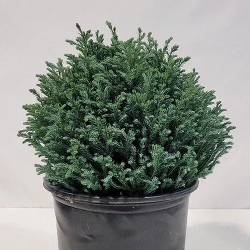 Blue Moon Sawara Cypress