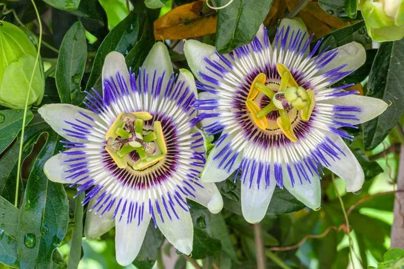 BLUE PASSIONFLOWER 3/5gal