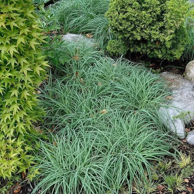 ‘Blue Zinger’ Sedge