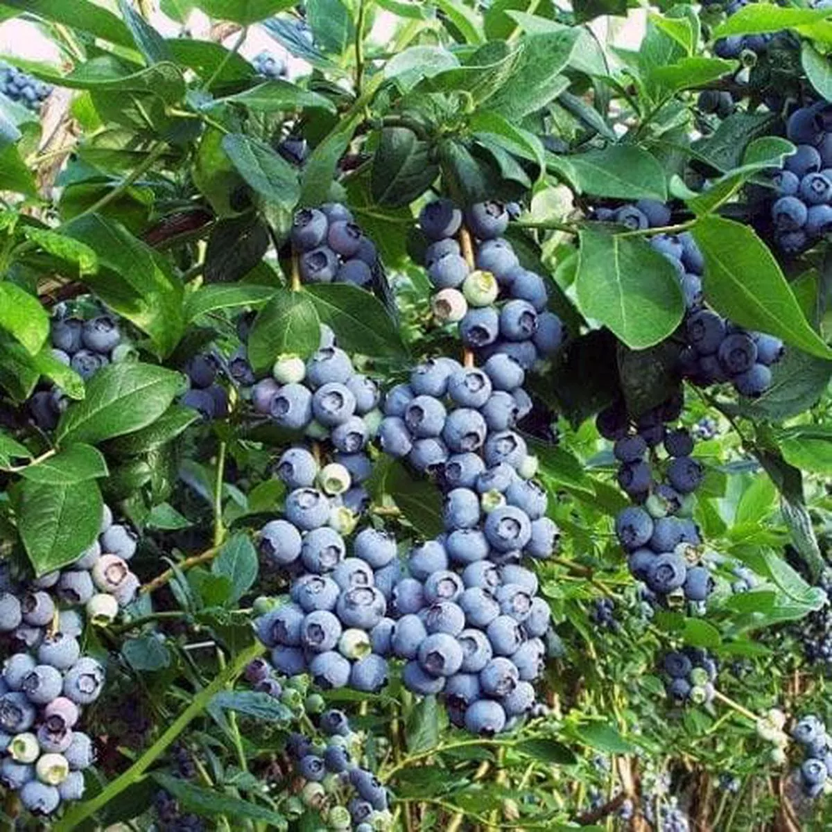 Blueberry Jersey 9cm Pot (young plants – 4” tall)
