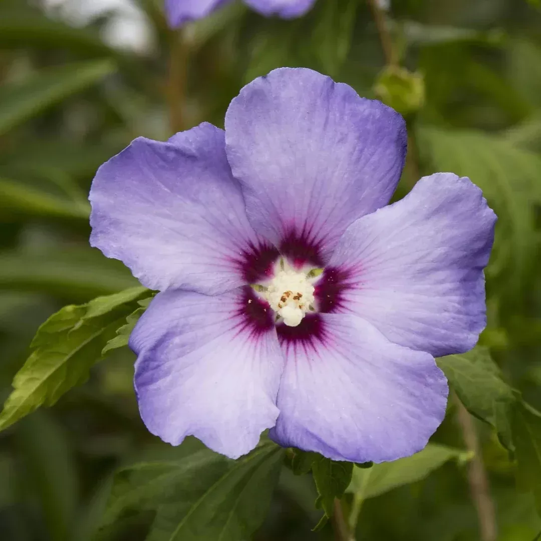 Bluebird Rose of Sharon Hibiscus Shrub