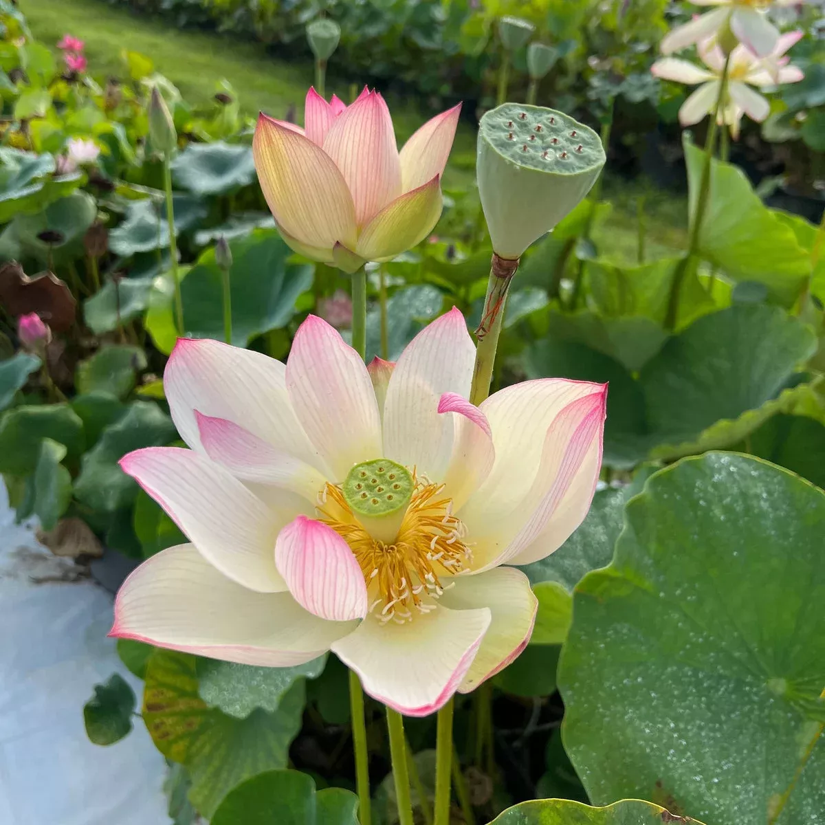 Blushing Fairy Lotus – Striped Petals!