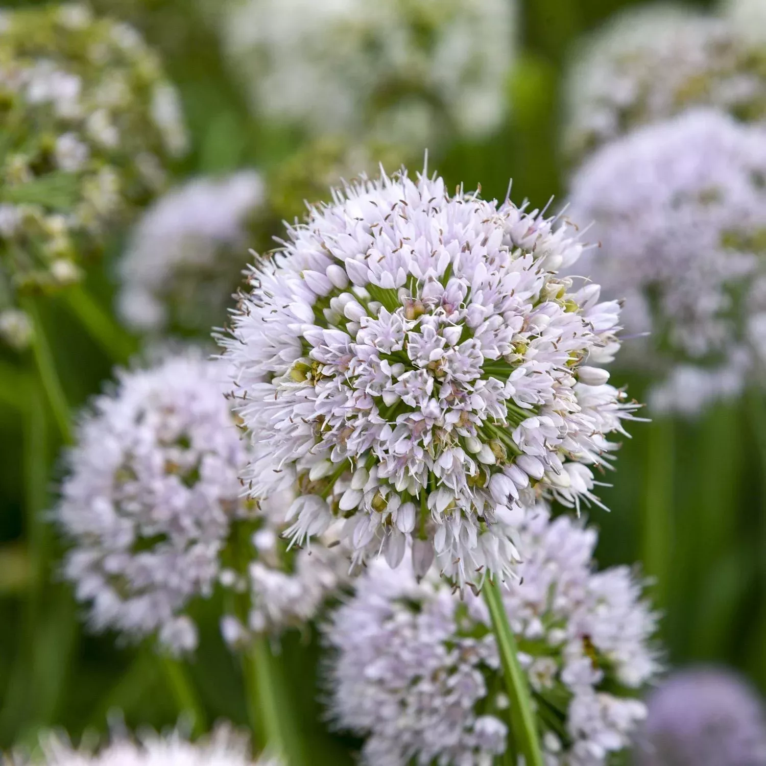 ‘Bobblehead’ Allium