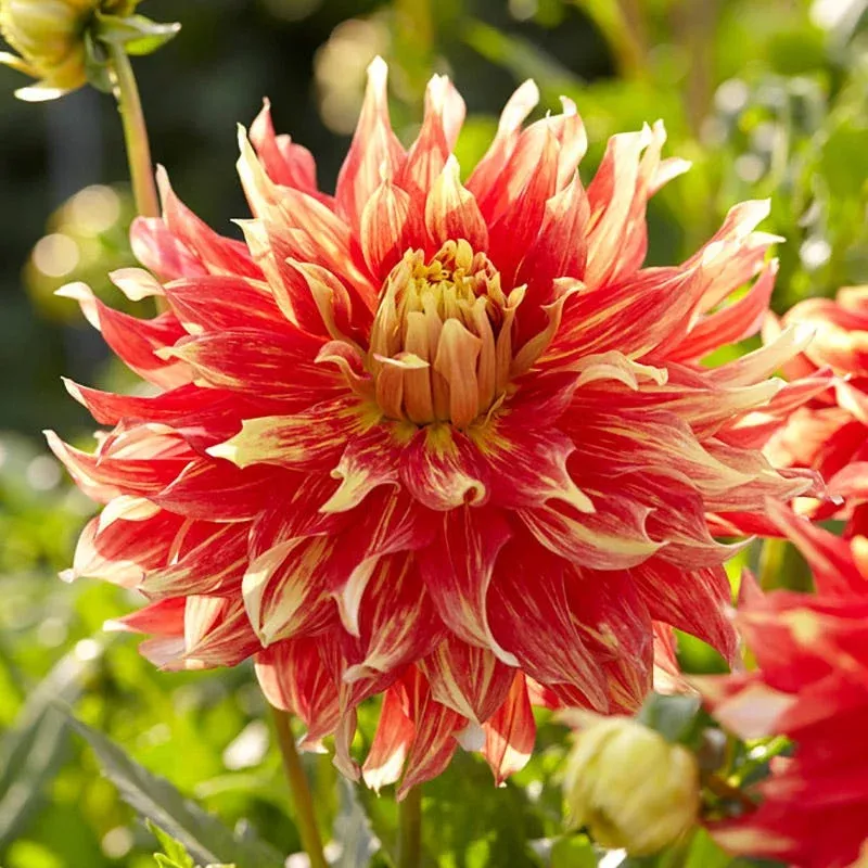 Bodacious Dinner Plate Dahlia