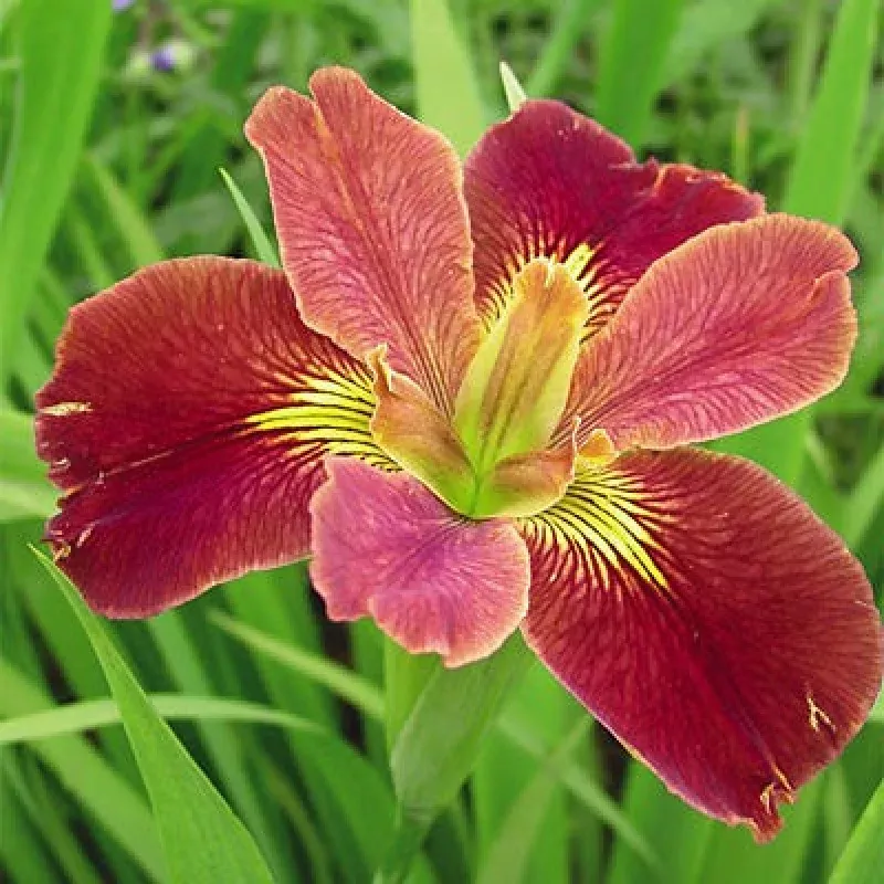 Bold Pretender Louisiana Iris