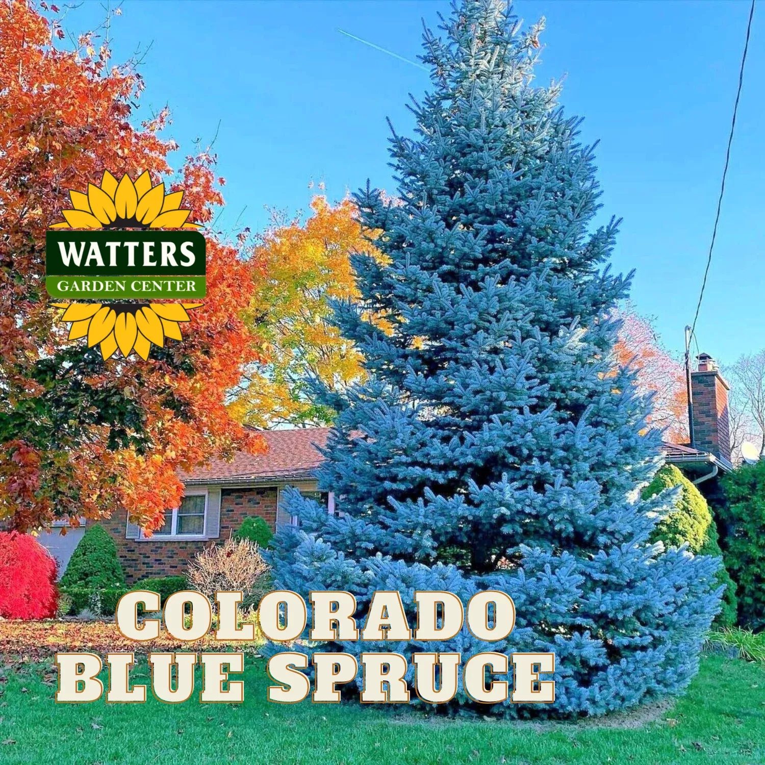 BONNIE BLUE SPRUCE 10gal