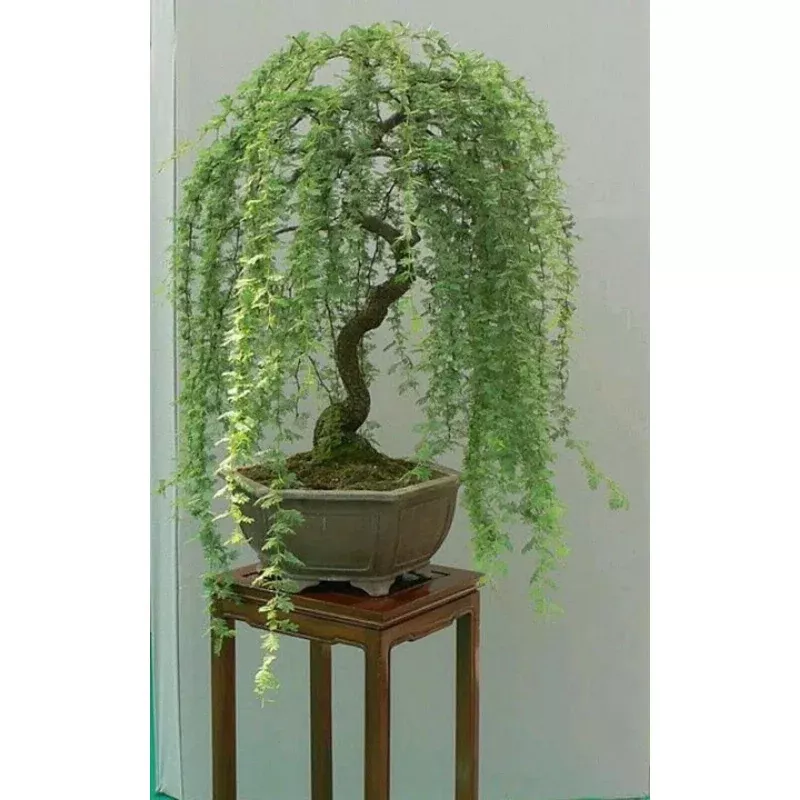 Bonsai Green Weeping Willow Tree – Thick Trunk Cutting