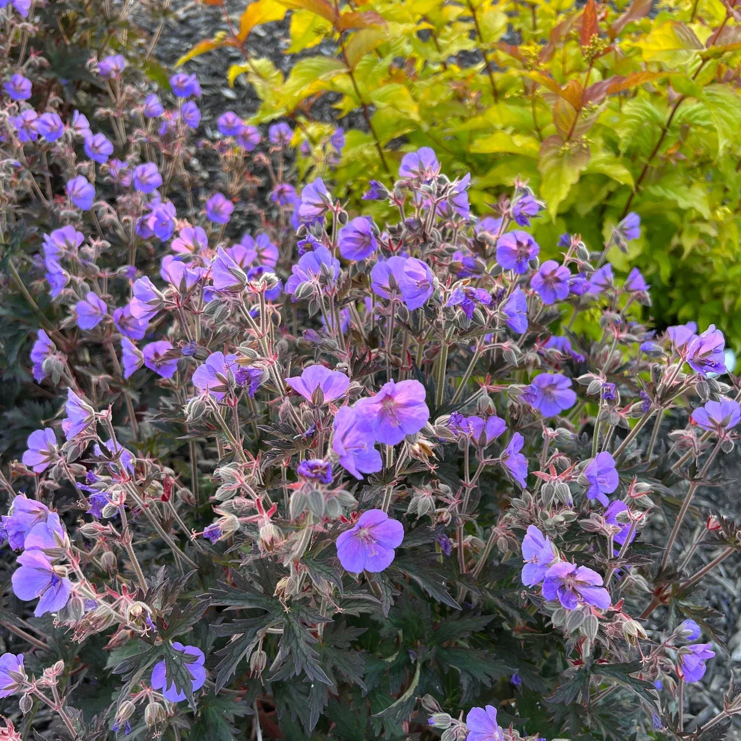 ‘Boom Chocolatta’ Cranesbill (Geranium)