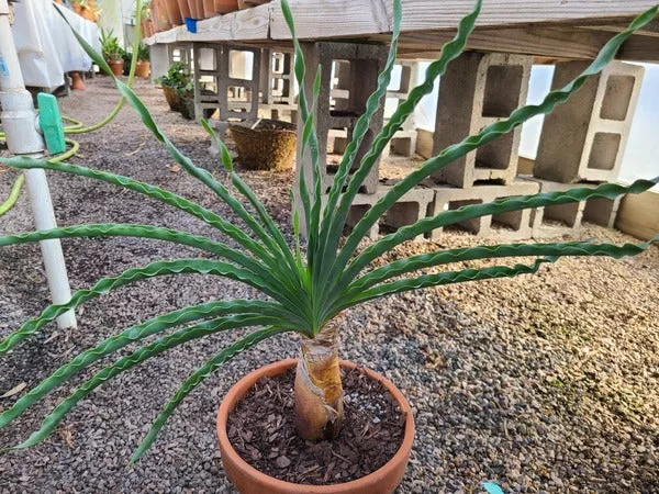 Boophone disticha ‘Friller’