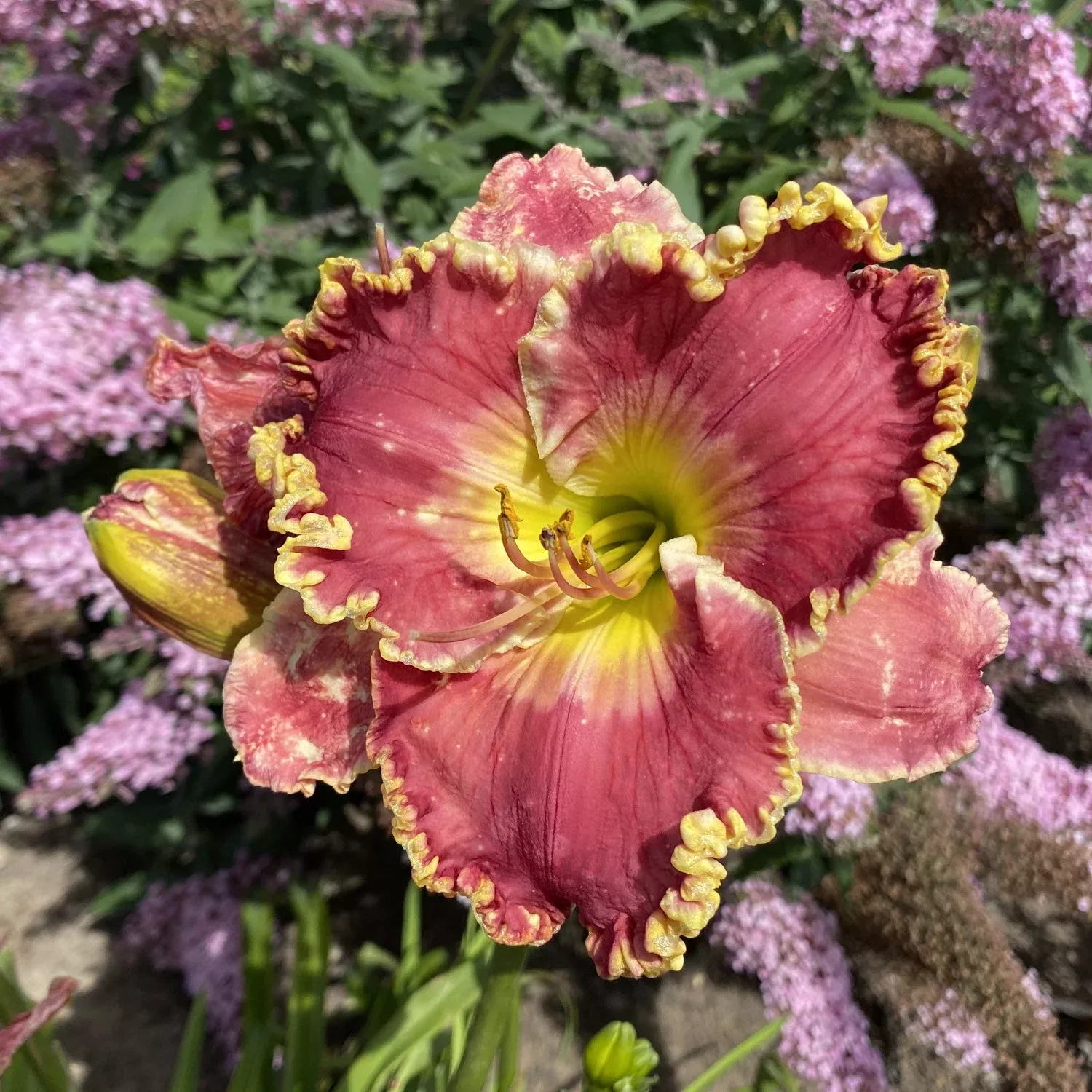 ‘Born To Run’ Daylily (Hemerocallis)