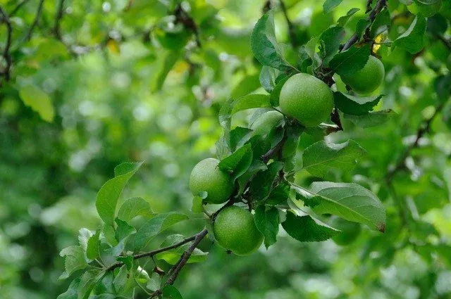 Bottle Greening Apple