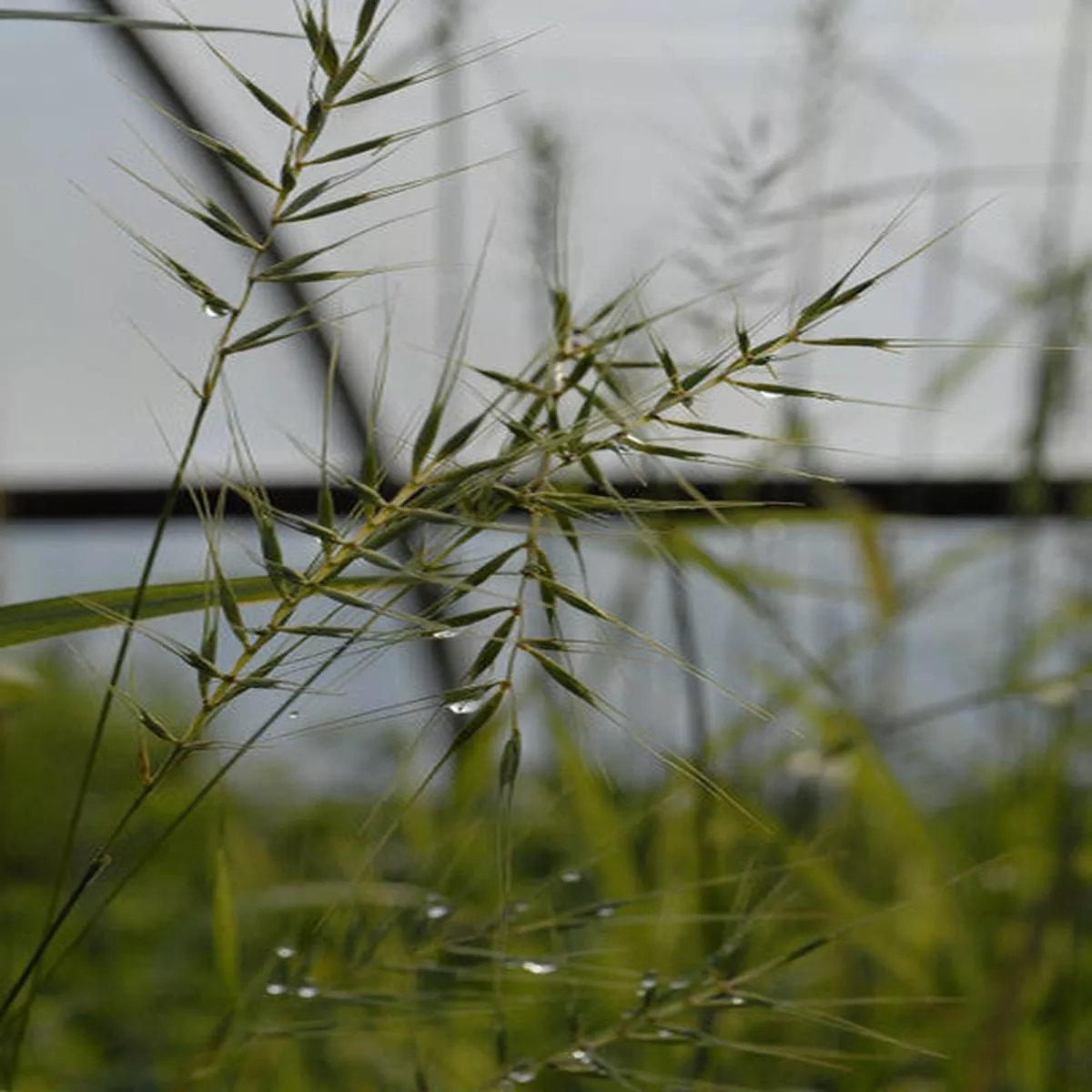 Bottlebrush Grass – Elymus patula