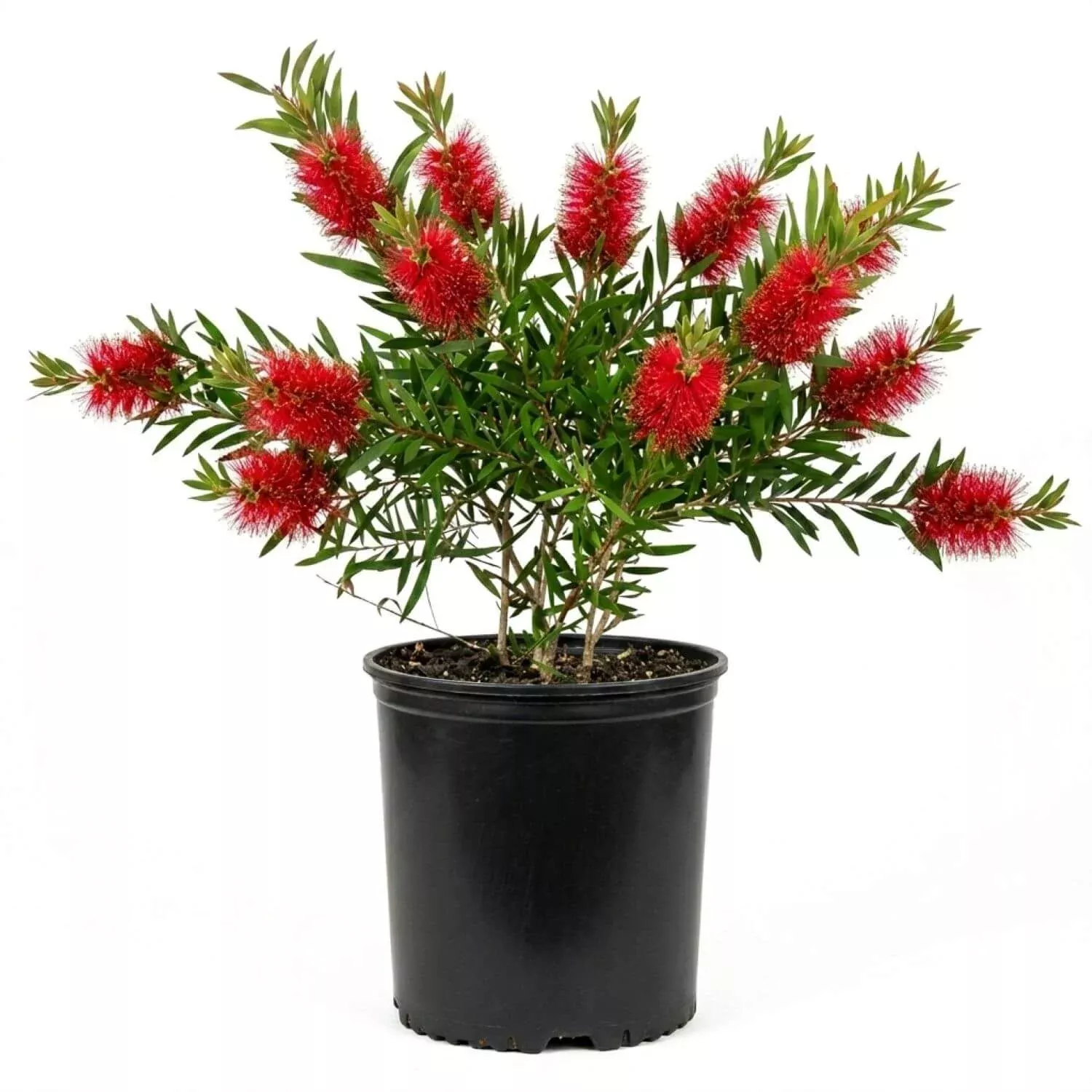 Bottlebrush Scarlet Compacta