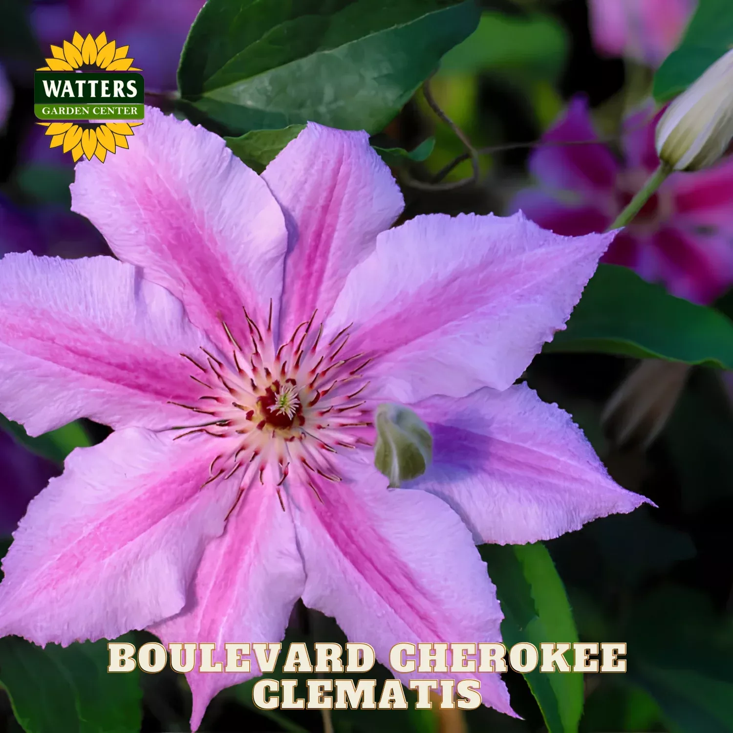 BOULEVARD CHEROKEE CLEMATIS 2gal