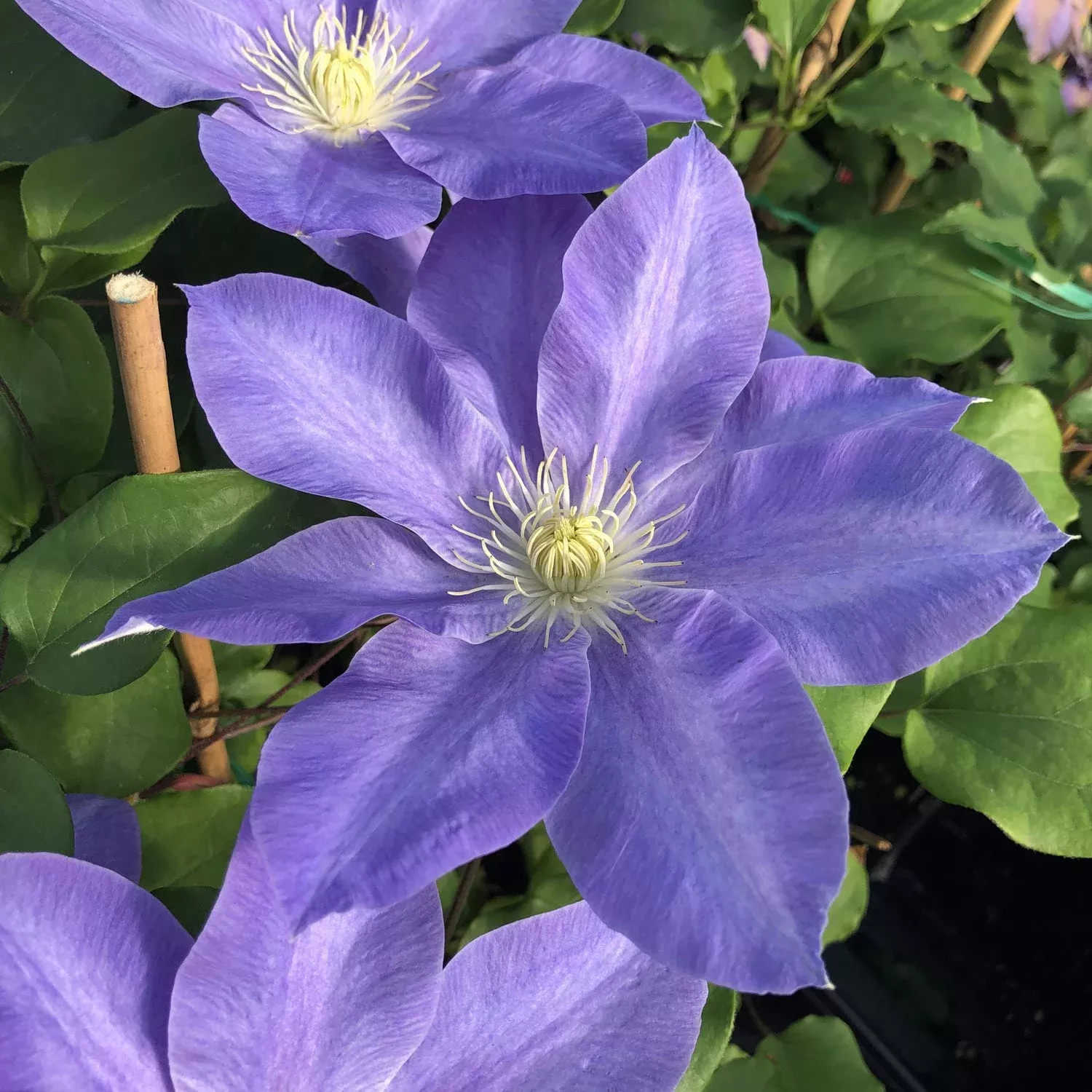 Boulevard Diana’s Delight™ Clematis