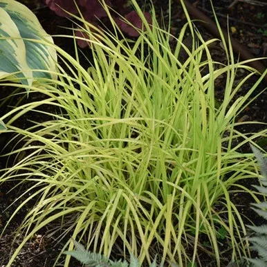 ‘Bowles Golden’ Sedge