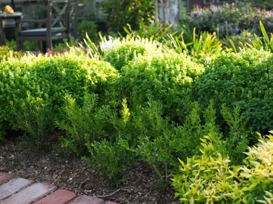 Boxwood, BetterBoxwood Renaissance™ Boxwood
