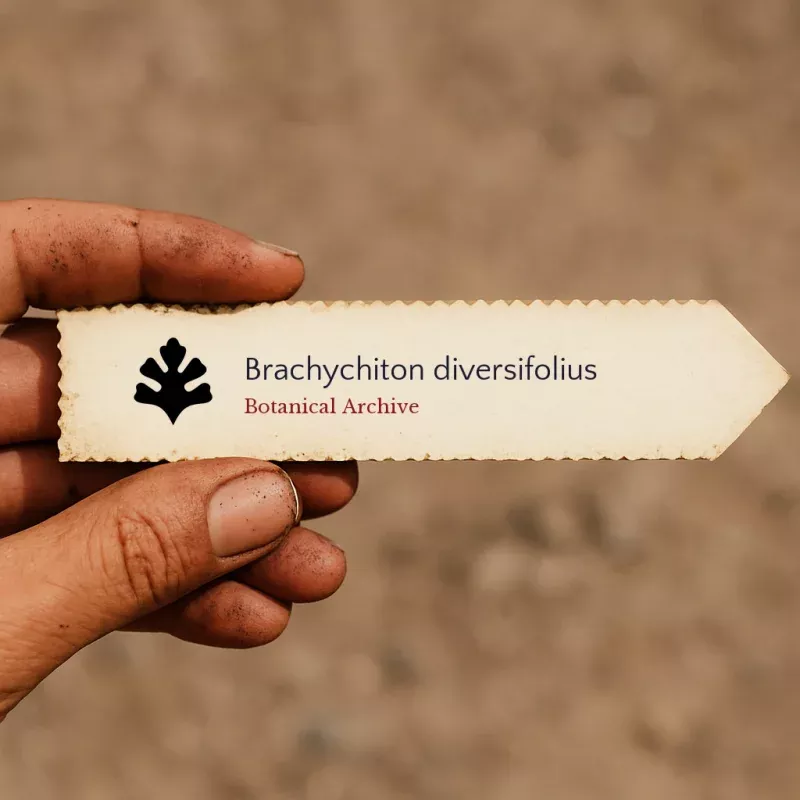 Brachychiton diversifolius SEEDS