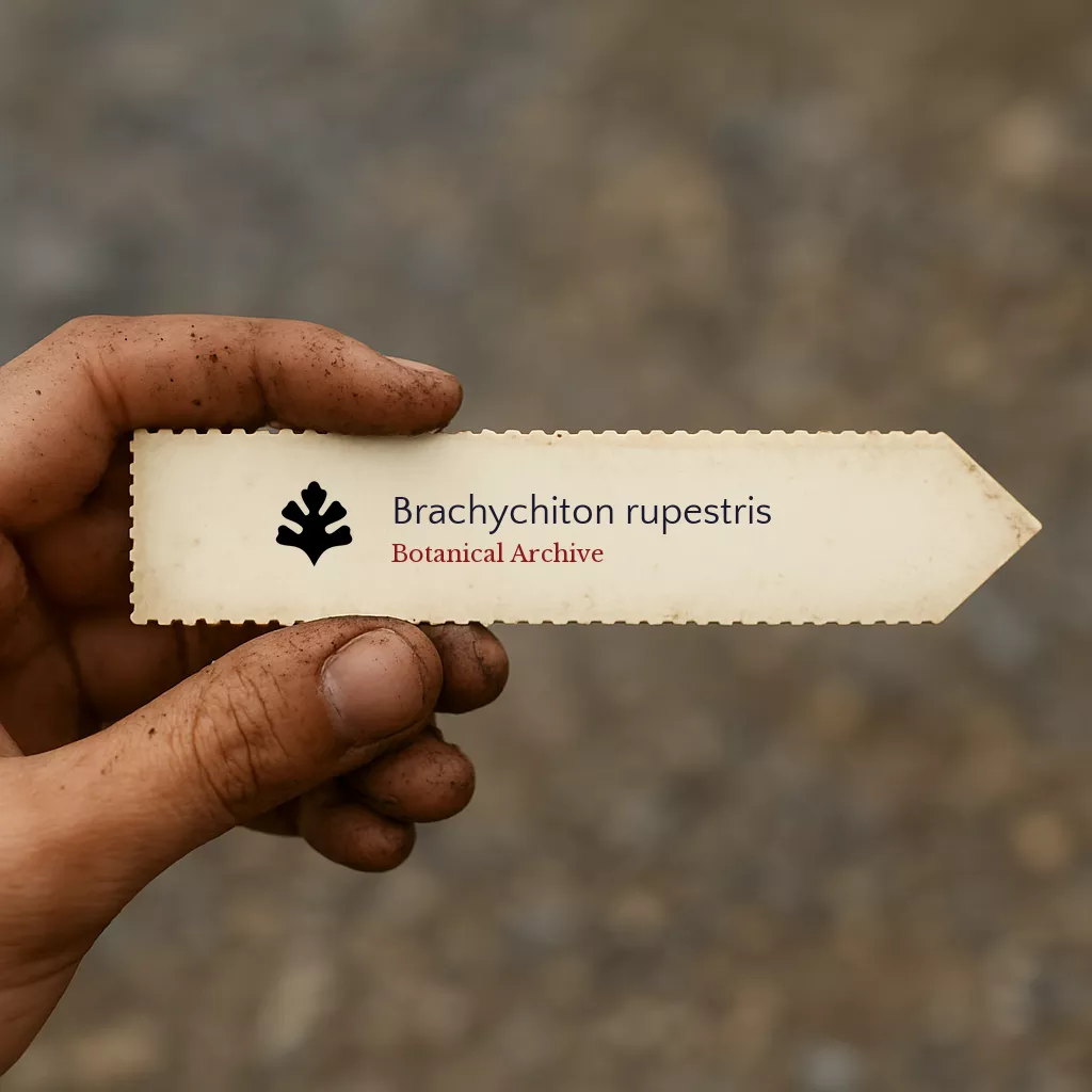 Brachychiton rupestris SEEDS