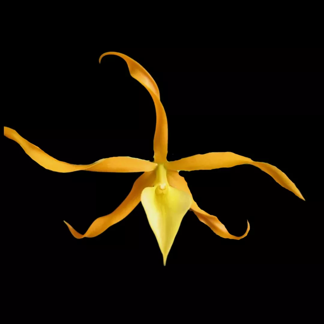 Brassavola nodosa x Prosthechea vitellina