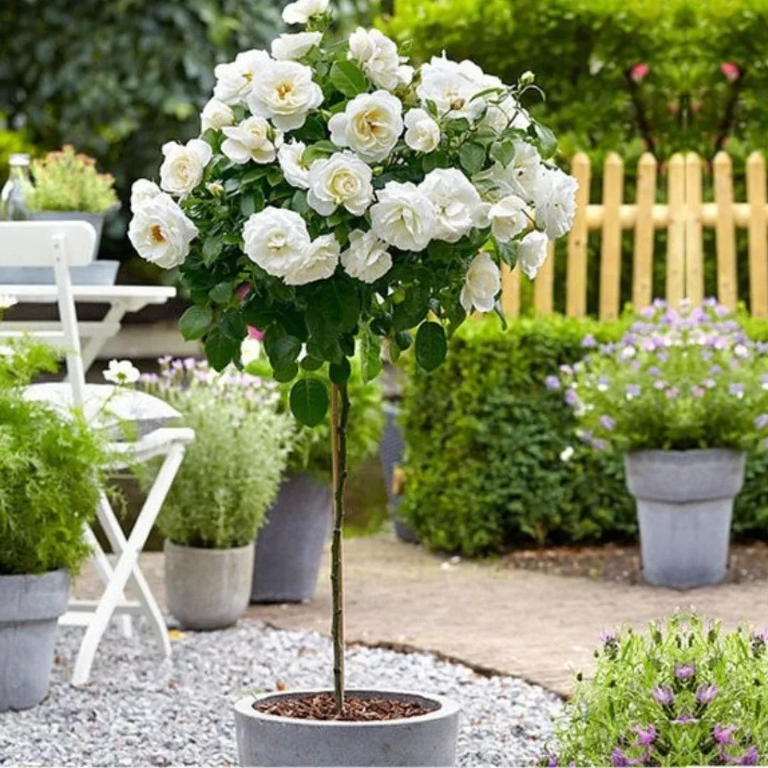 Bridal Sunblaze Miniature Rose – Tree Form