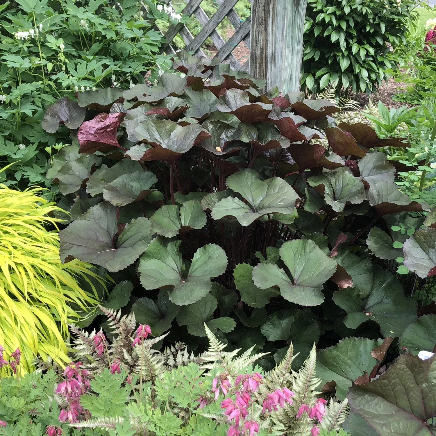 ‘Britt-Marie Crawford’ Ligularia