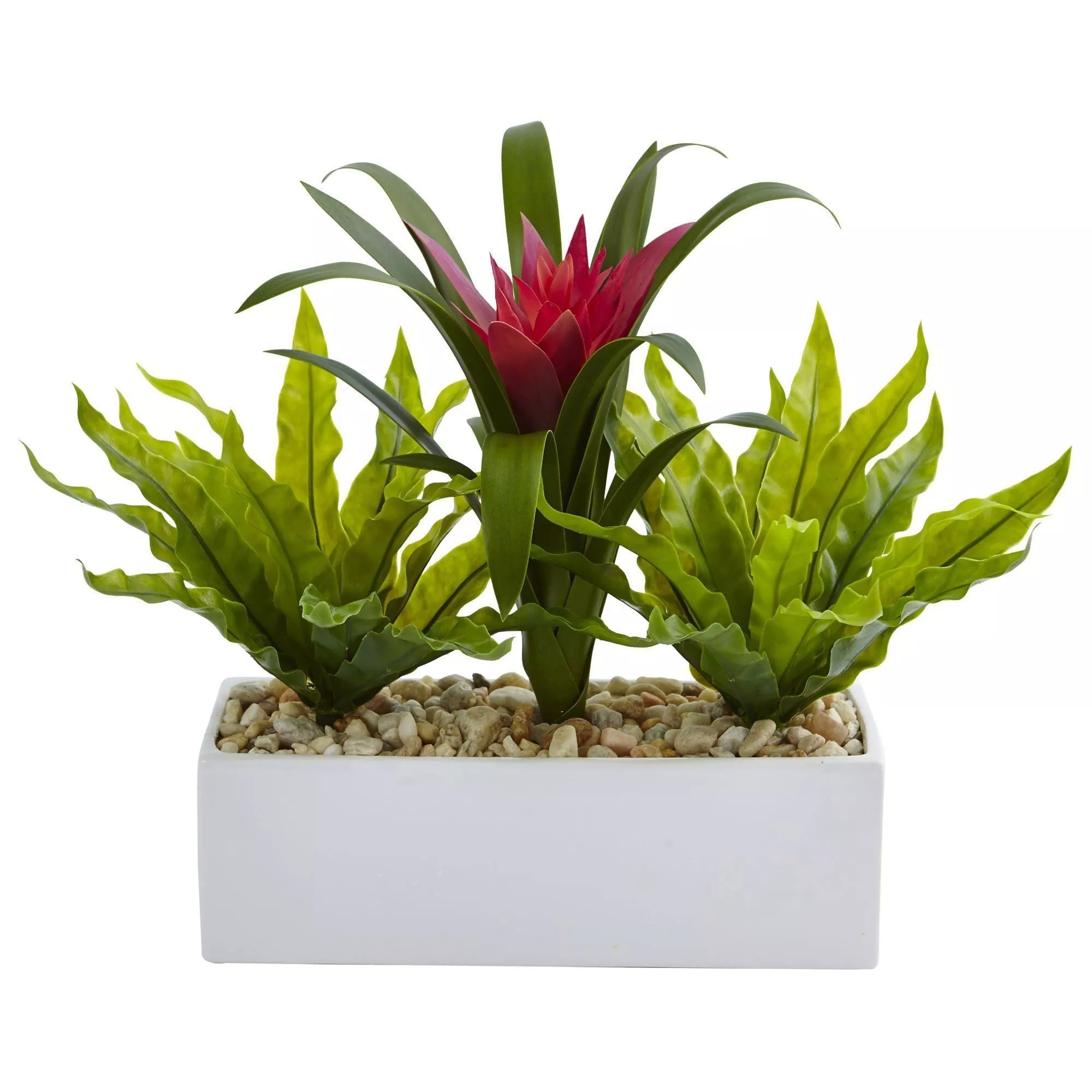 Bromeliad and Birdsnest in Rectangular Planter