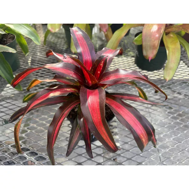 Bromeliad, Neoregelia Pimiento Peppermint