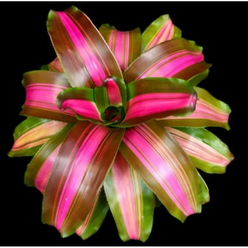 Bromeliad, Neoregelia WolfGang