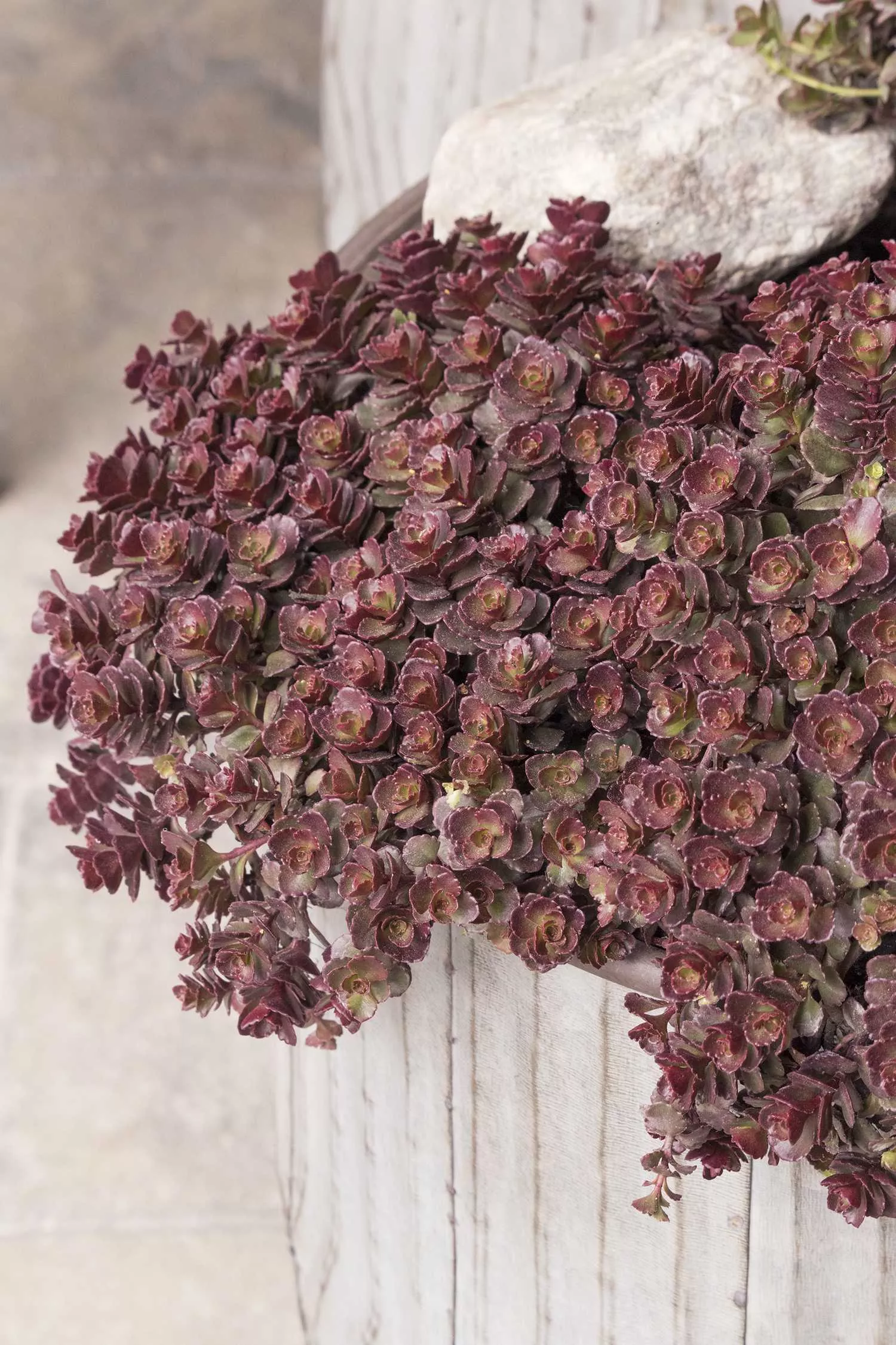 BRONZE CARPET SEDUM 1gal