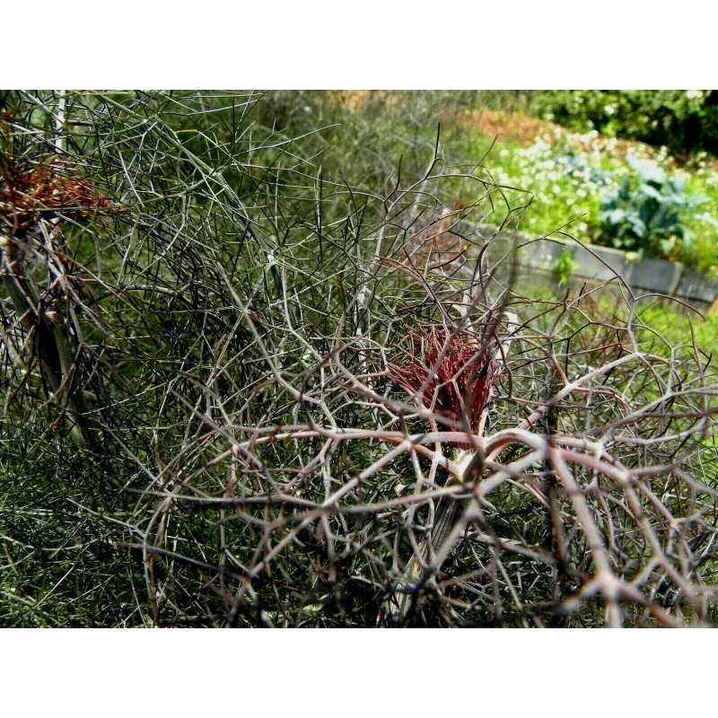 Bronze Fennel Seeds – 100 Seeds
