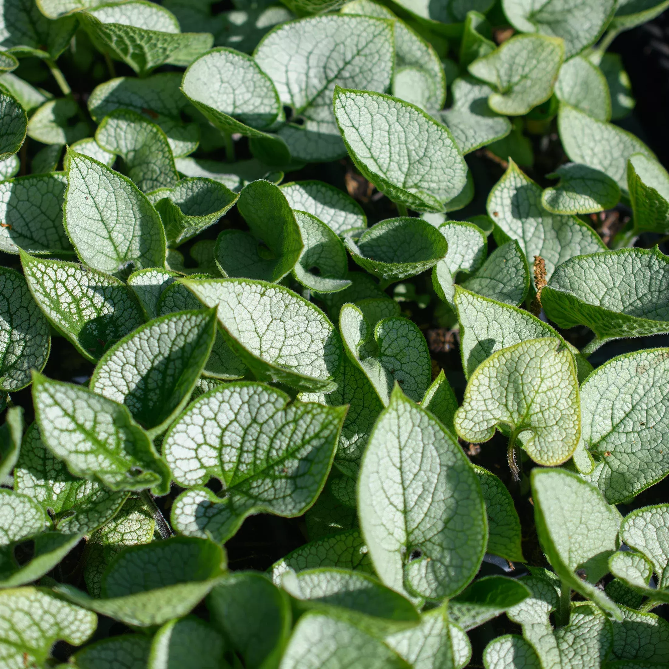 Brunnera macrophylla ‘Silver Heart’