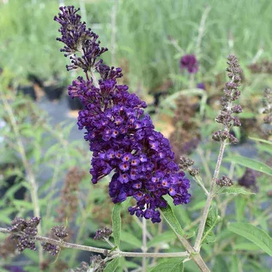 Buddleia Davidii `Black Knight`