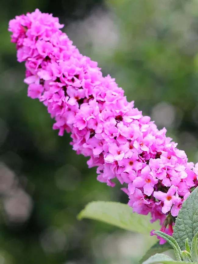 Buddleia ‘Pink Micro Chip’ Lo & Behold