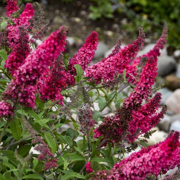 Buddleia ‘Prince Charming’ MONARCH – Butterfly Bush