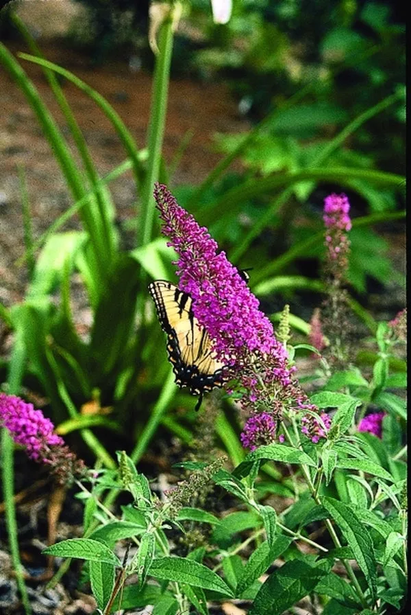 Buddleia Summer Beauty
