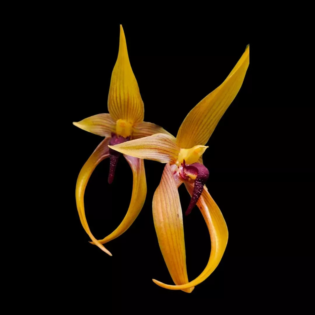 Bulbophyllum carunculatum x Bulbophyllum paluense