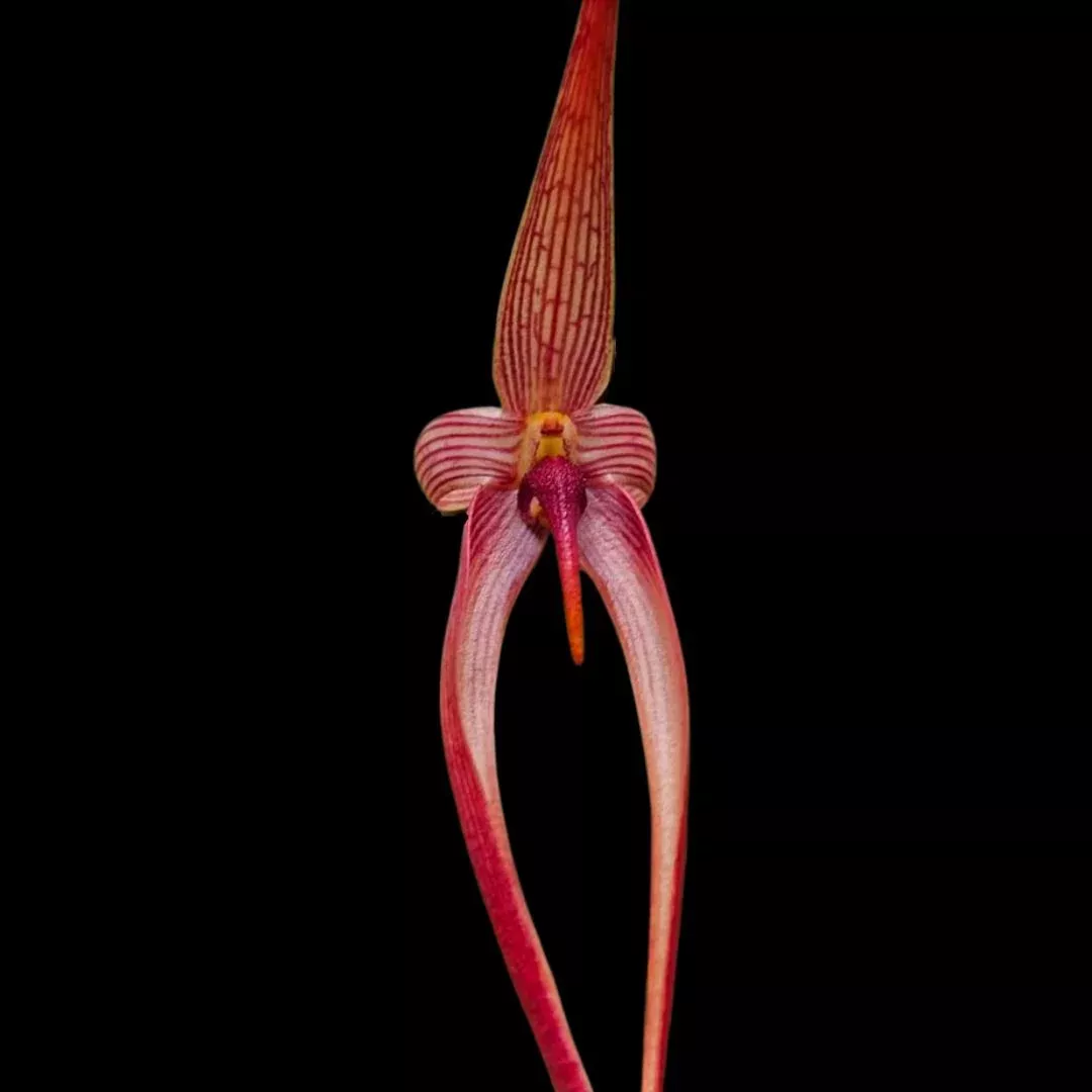 Bulbophyllum echinolabium x Bulbophyllum paluense