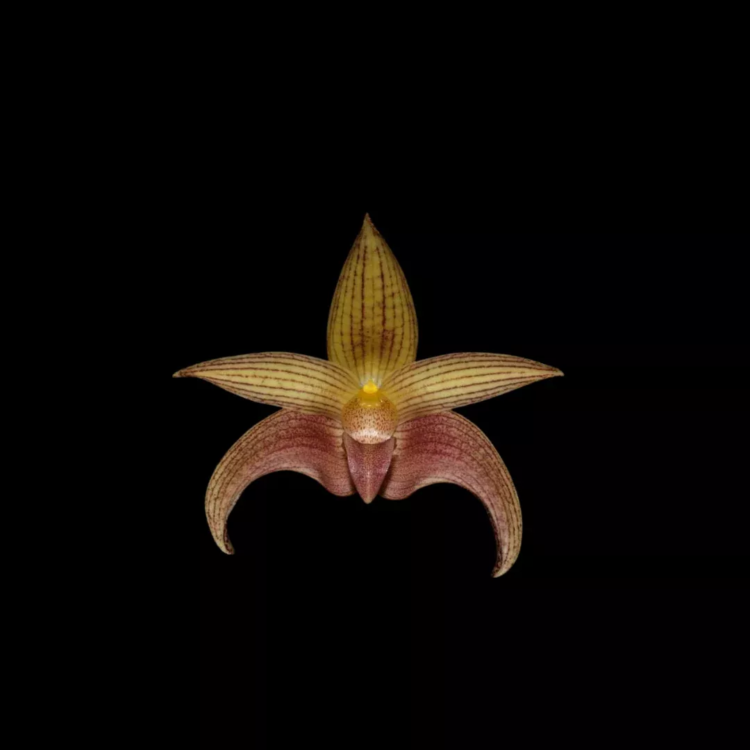 Bulbophyllum Jan Ragan